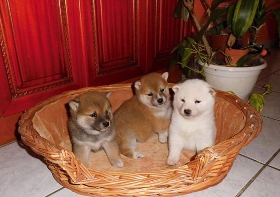 Vand catelusi Shiba - Inu, rasa foarte rara - Pret | Preturi Vand catelusi Shiba - Inu, rasa foarte rara