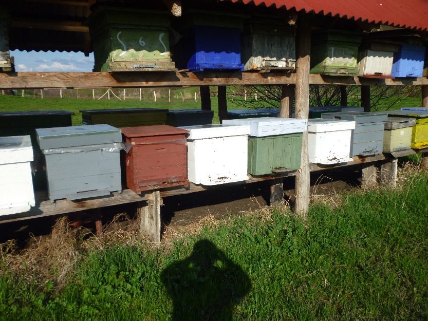 familii albine - Pret | Preturi familii albine