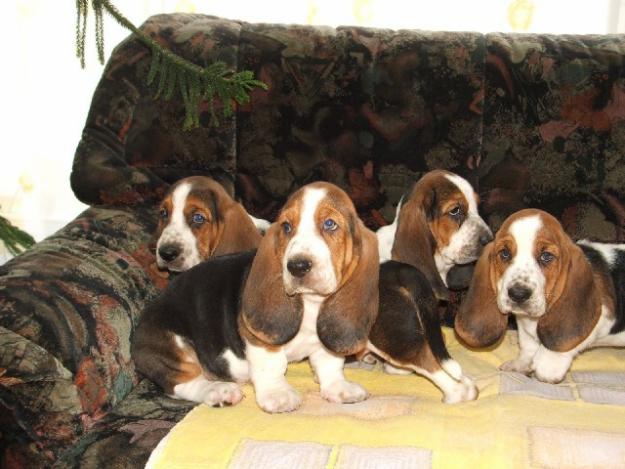 Vand Basset Hound - Pret | Preturi Vand Basset Hound