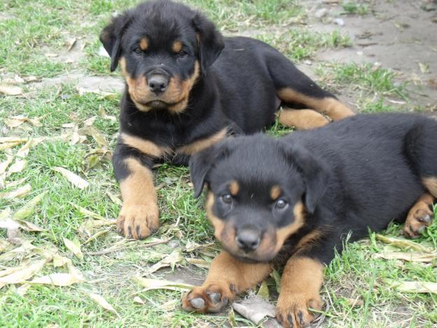 Catei Rottweiler de vanzare - Pret | Preturi Catei Rottweiler de vanzare