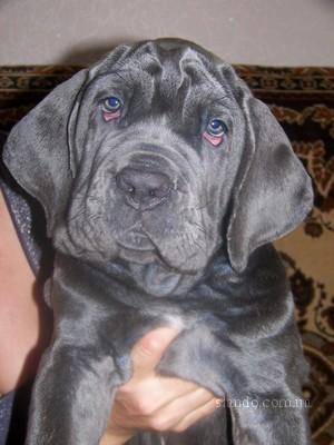 Cane Corso - Pret | Preturi Cane Corso