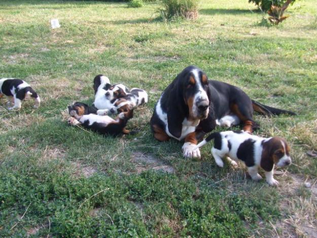 Basset Hound de vanzare - Pret | Preturi Basset Hound de vanzare