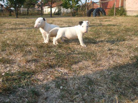 De vanzare Bullterrier vaccinati si deparazitati - Pret | Preturi De vanzare Bullterrier vaccinati si deparazitati