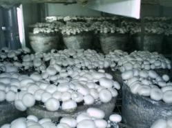 Tunele si echipamente productie ciuperci - Pret | Preturi Tunele si echipamente productie ciuperci