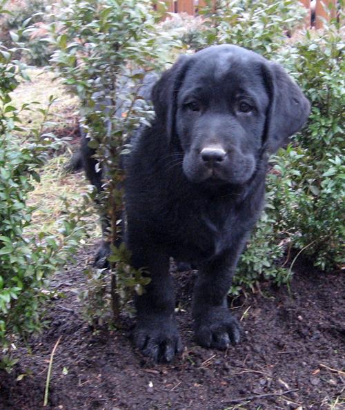 pui labrador cu pedigree - Pret | Preturi pui labrador cu pedigree