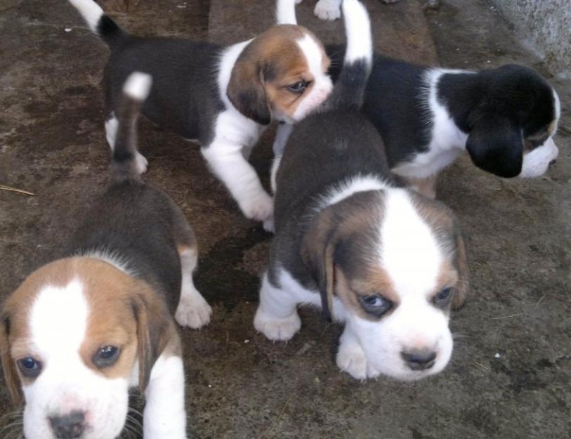 beagle catei de vanzare - Pret | Preturi beagle catei de vanzare