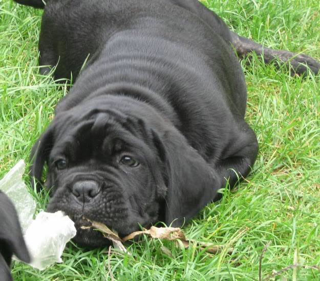 puiuti cane corso superbi - Pret | Preturi puiuti cane corso superbi