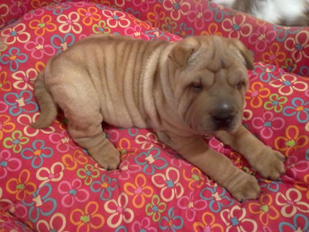 vand exemplar superb shar-pei 11 sapt - Pret | Preturi vand exemplar superb shar-pei 11 sapt