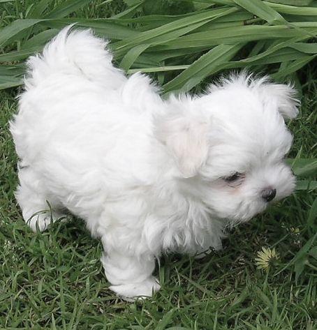 Bichon Maltese - Pret | Preturi Bichon Maltese