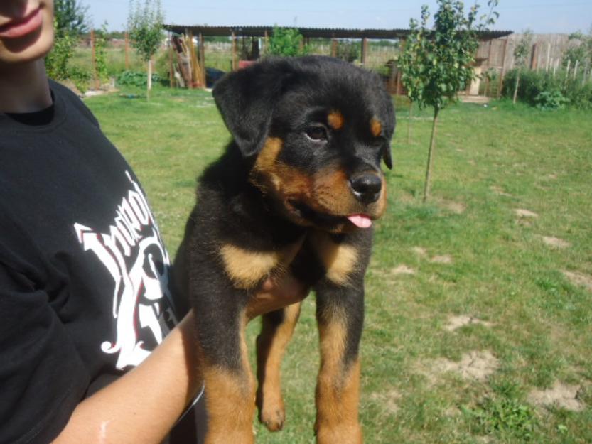 rottweiler cu pedigree - Pret | Preturi rottweiler cu pedigree