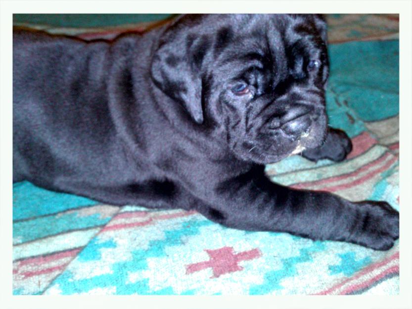 Vand cane corso - Pret | Preturi Vand cane corso