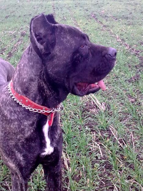 VANZARI CANE CORSO - Pret | Preturi VANZARI CANE CORSO