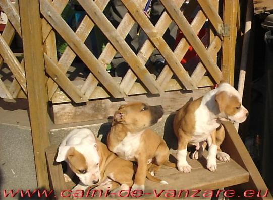 Amstaff de vanzare - Pret | Preturi Amstaff de vanzare