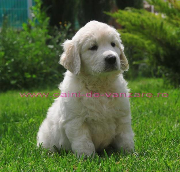 Bucuresti - Golden Retriever de vanzare - Pret | Preturi Bucuresti - Golden Retriever de vanzare