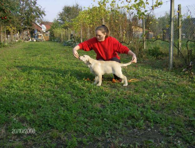 Vand catelusi Labrador Retriever - Pret | Preturi Vand catelusi Labrador Retriever