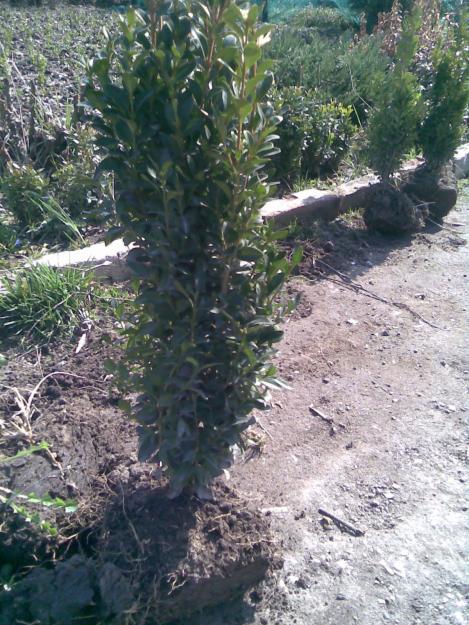 vand buxus - Pret | Preturi vand buxus