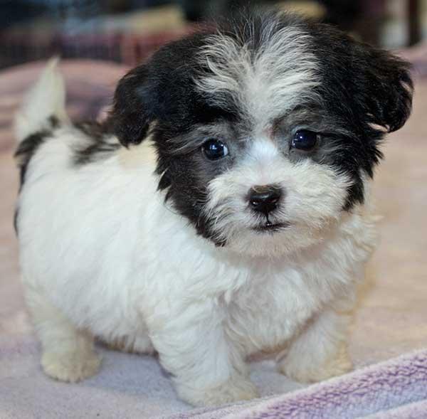 Bichon Havanese - Pret | Preturi Bichon Havanese