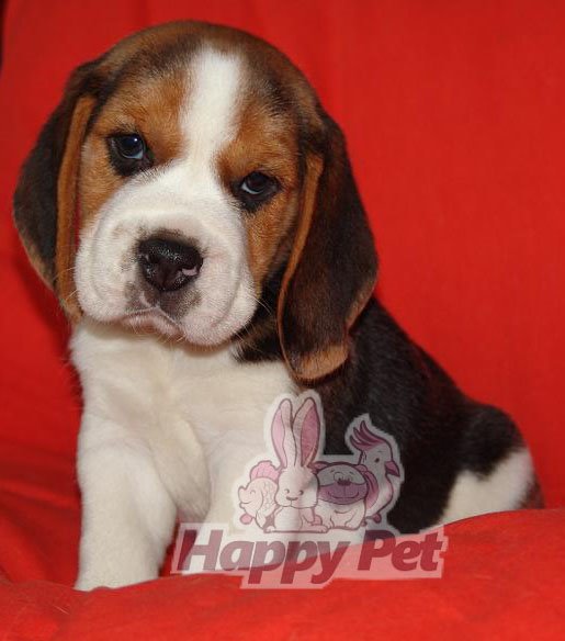 Caini beagle de vanzare bucuresti brasov iasi oradea constanta - Pret | Preturi Caini beagle de vanzare bucuresti brasov iasi oradea constanta