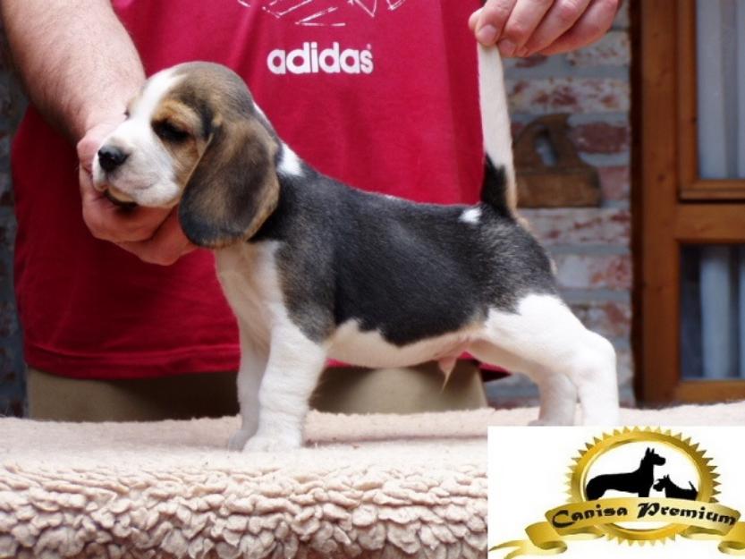 De vanzare pui Beagle - Pret | Preturi De vanzare pui Beagle