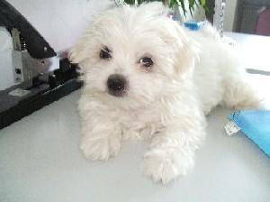 bichon albi 600.ron - Pret | Preturi bichon albi 600.ron