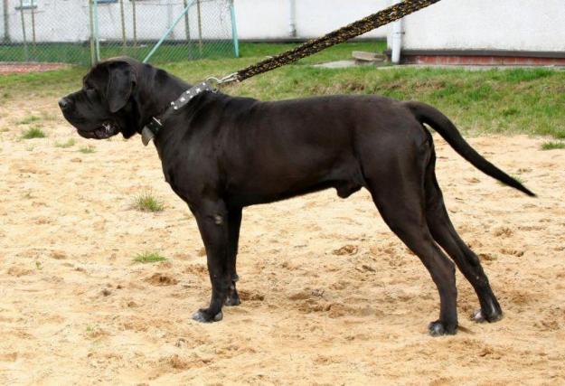 MENADEL KENNEL vinde pui, catei TOSA INU roscati si negri. - Pret | Preturi MENADEL KENNEL vinde pui, catei TOSA INU roscati si negri.