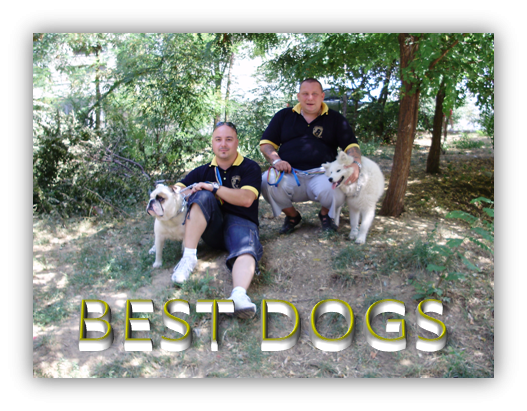 dresajul este o arta !noi o stapinim BEST DOGS - Pret | Preturi dresajul este o arta !noi o stapinim BEST DOGS