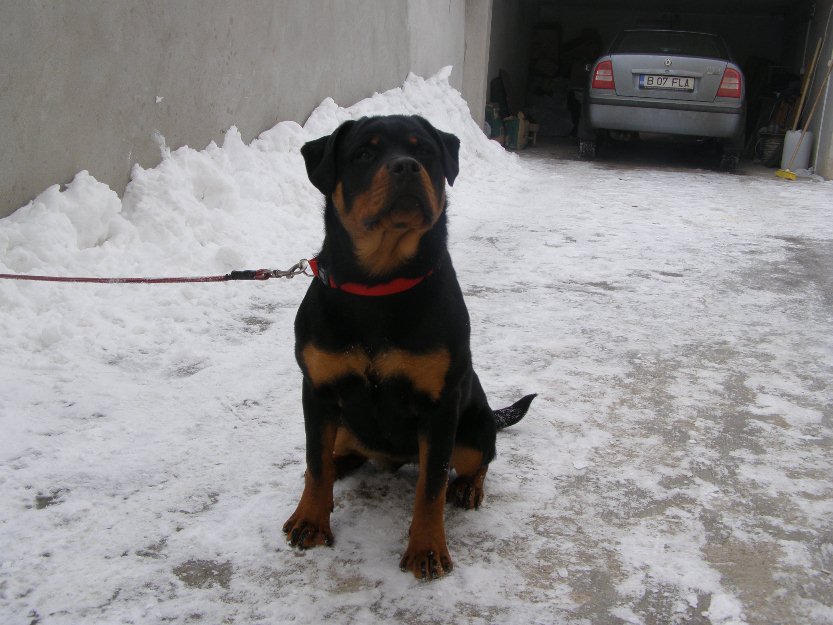 rottweiler de foarte bu8na calitate - Pret | Preturi rottweiler de foarte bu8na calitate