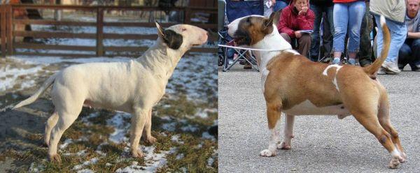 vand puii Bull Terrier - Pret | Preturi vand puii Bull Terrier