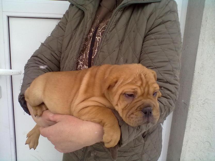 vand shar-pei!! - Pret | Preturi vand shar-pei!!