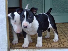 BULL TERRIER de vanzare - Pret | Preturi BULL TERRIER de vanzare