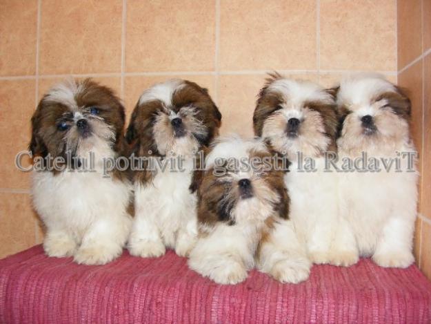 Shih Tzu de vanzare - Pret | Preturi Shih Tzu de vanzare