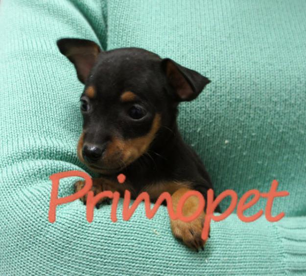 Catelusi Pinscher Pitic de Vanzare - Pret | Preturi Catelusi Pinscher Pitic de Vanzare