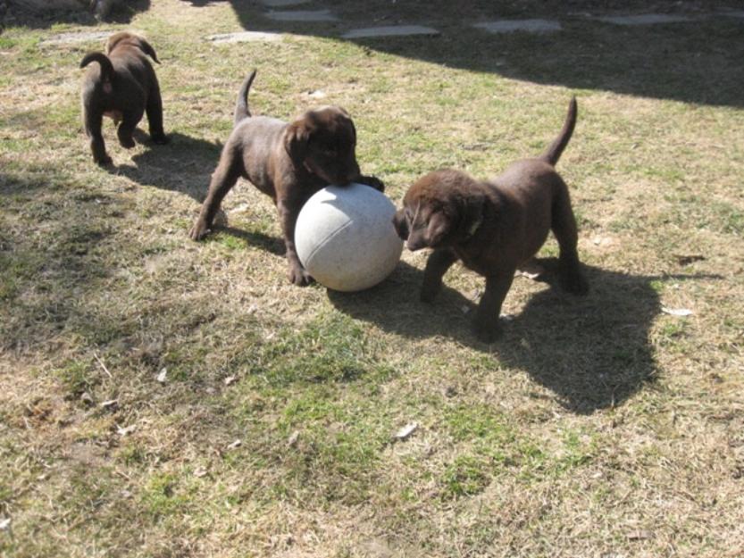 pui labrador ciocolatii - Pret | Preturi pui labrador ciocolatii