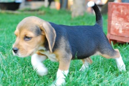 beagle de vanzare tricolori - Pret | Preturi beagle de vanzare tricolori