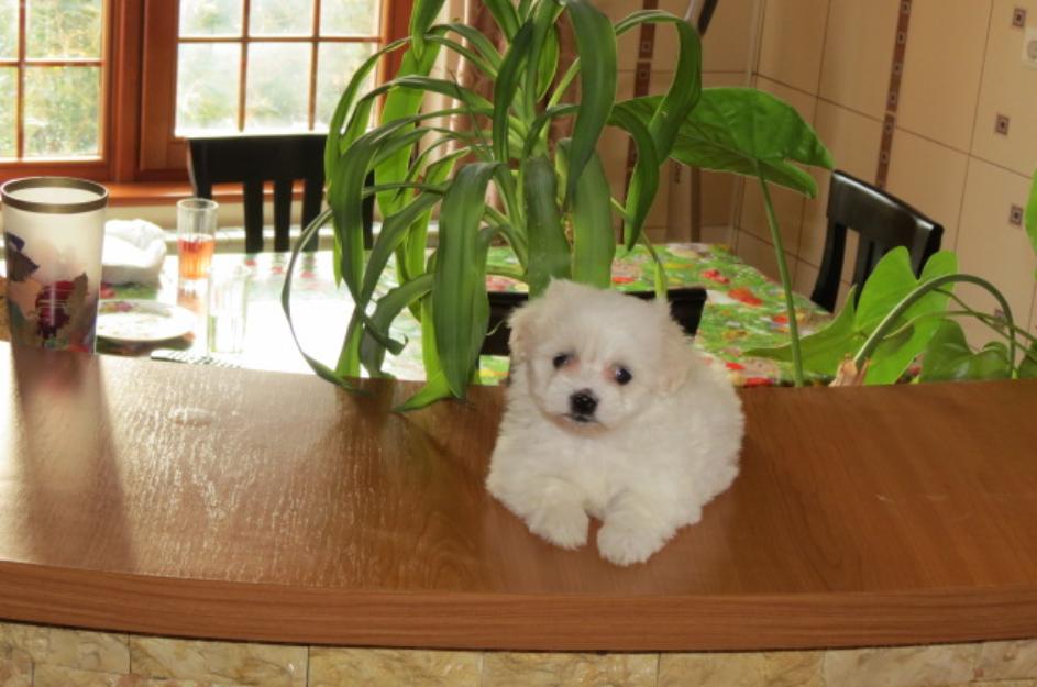 De vanzare bichon maltese rasa pura - Pret | Preturi De vanzare bichon maltese rasa pura