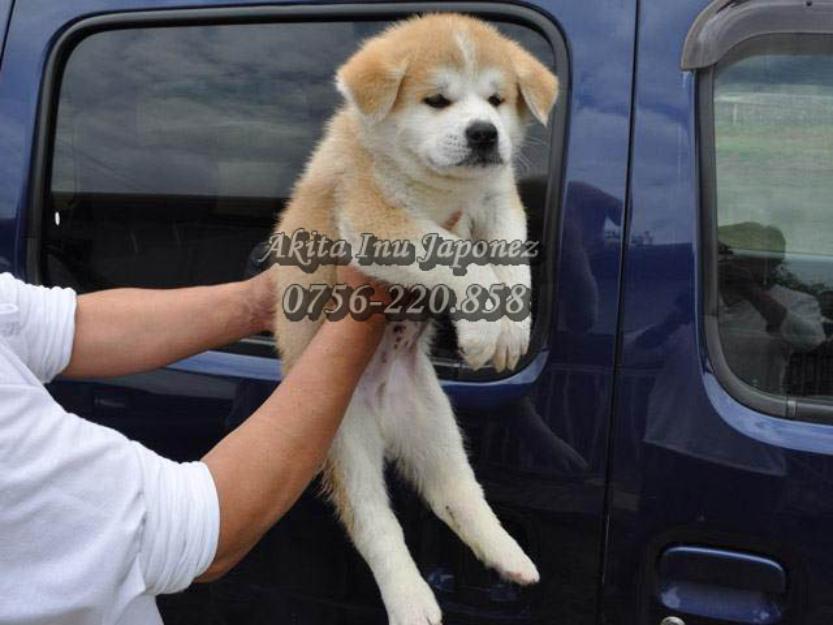 Catei Akita Inu rasa pura de Vanzare - Pret | Preturi Catei Akita Inu rasa pura de Vanzare