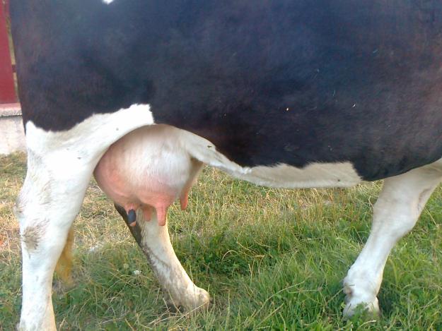 vaca de vanzare - Pret | Preturi vaca de vanzare