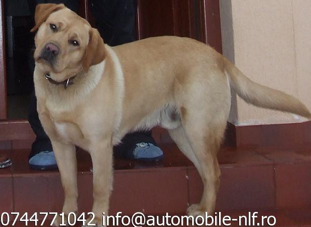 Pierdut Labrador Golden Retriever - Pret | Preturi Pierdut Labrador Golden Retriever