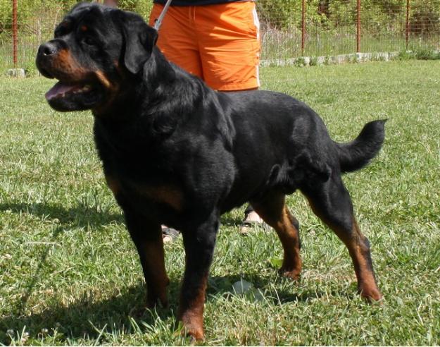 PUI ROTTWEILER DE VANZARE CU PEDIGREE - Pret | Preturi PUI ROTTWEILER DE VANZARE CU PEDIGREE