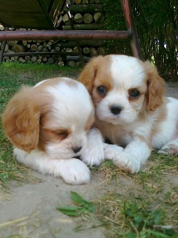 Cavalier King Charles de vanzare disponibili acum de Craciun - Pret | Preturi Cavalier King Charles de vanzare disponibili acum de Craciun