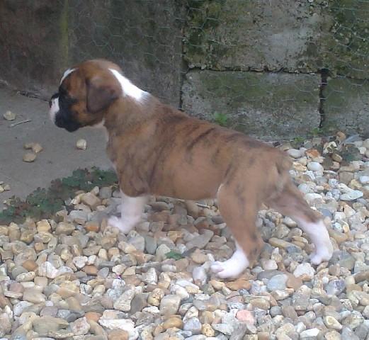 Boxer de vanzare 0752100435 - Pret | Preturi Boxer de vanzare 0752100435