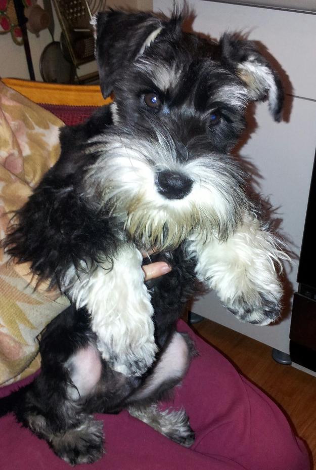 pui (mascul) schnauzer pitic - Pret | Preturi pui (mascul) schnauzer pitic