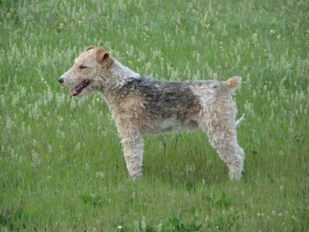 Vand pui de fox terrier - Pret | Preturi Vand pui de fox terrier