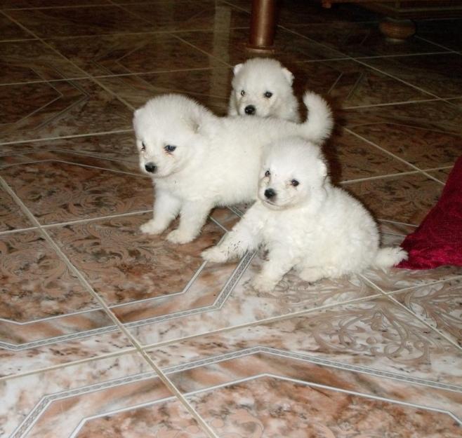 samoyed catei de vanzare - Pret | Preturi samoyed catei de vanzare