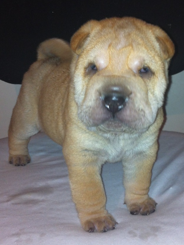 Vand shar pei - Pret | Preturi Vand shar pei