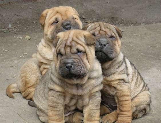 Shar Pei de Vanzare masculi si femele - Pret | Preturi Shar Pei de Vanzare masculi si femele