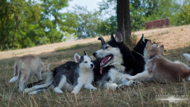 Vand pui Husky - Pret | Preturi Vand pui Husky