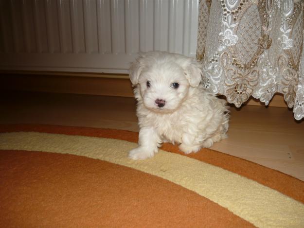 BICHON MALTEZ PUI, MINI, ALB CURAT - Pret | Preturi BICHON MALTEZ PUI, MINI, ALB CURAT