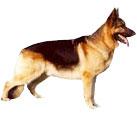 BEST DOGS=DRESAJ CANIN PROFESIONAL - Pret | Preturi BEST DOGS=DRESAJ CANIN PROFESIONAL