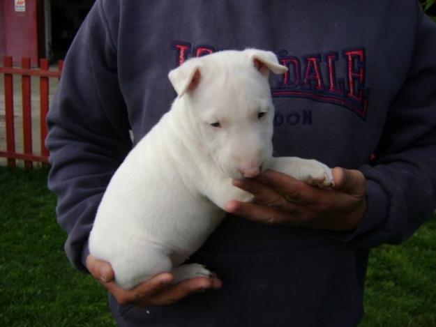 Bullterrier de vanzare - Pret | Preturi Bullterrier de vanzare